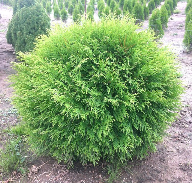 Tuja Little Champion Thuja occidentalis C2