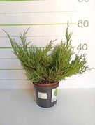 Jałowiec płożący Prostrata Juniperus horizontalis C3