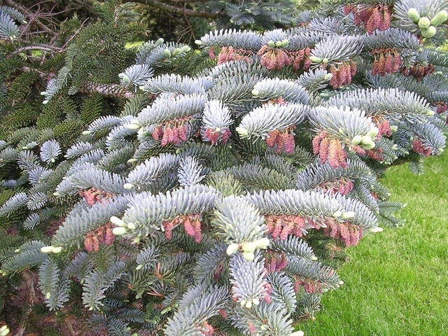 Jodła szlachetna Glauca Abies procera C5