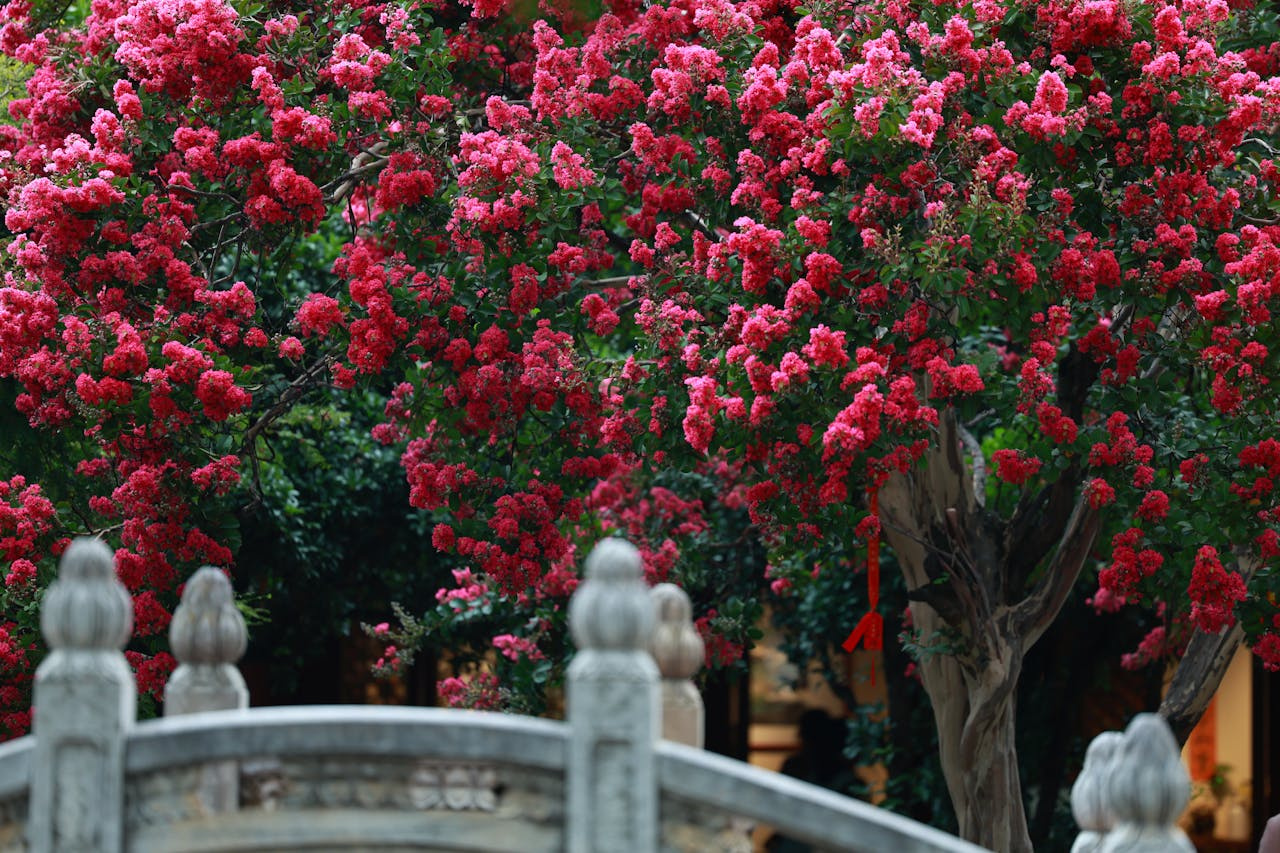 Lagerstroemia indyjska Enduring Red Lagerstroemia indica P9