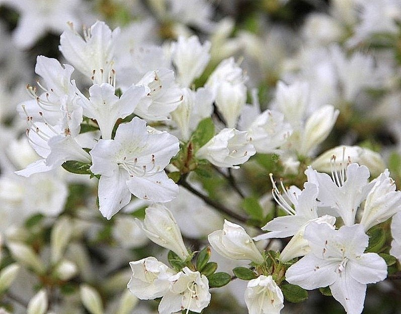 Azalia japońska Schneewitchen Rhododendron obtusum C2