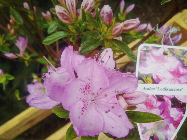 Azalia japońska Ledikanense Rhododendron obtusum C2