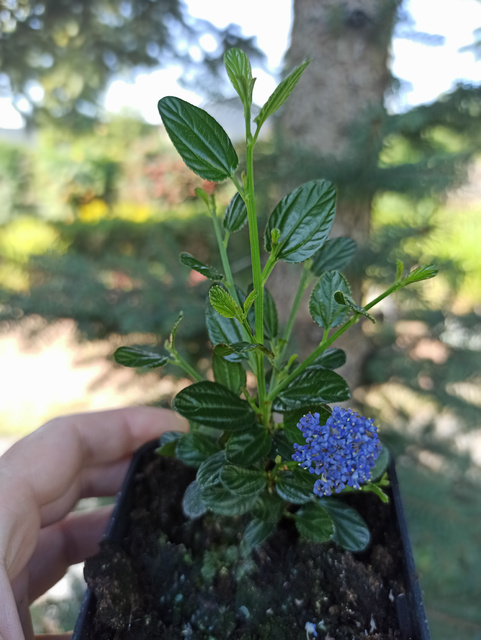 Prusznik Victoria Ceanothus P9