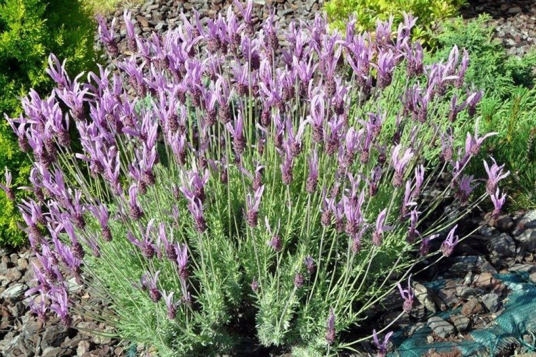 Lawenda francuska Papillon Lavandula stoechas P9