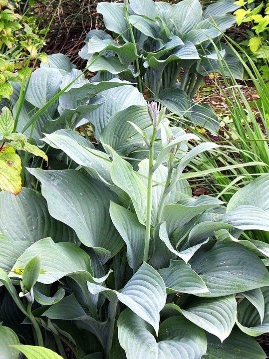 Funkia Krossa Regal Hosta C2