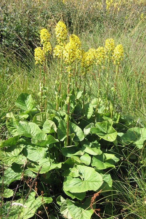 Języczka pomarańczowa Ligularia dentata P9