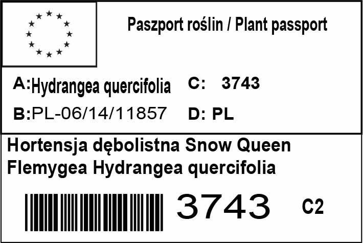 Hortensja dębolistna Snow Queen Flemygea Hydrangea quercifolia C2