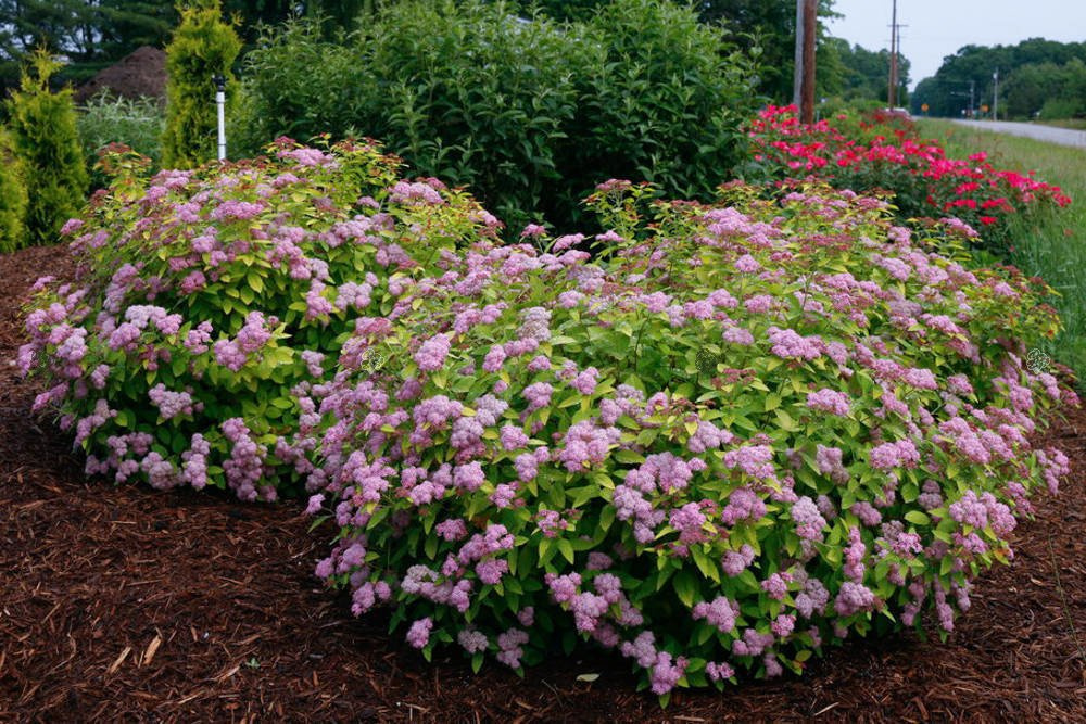 Tawuła japońska Double Play Big Bang PBR Spiraea japonica C3