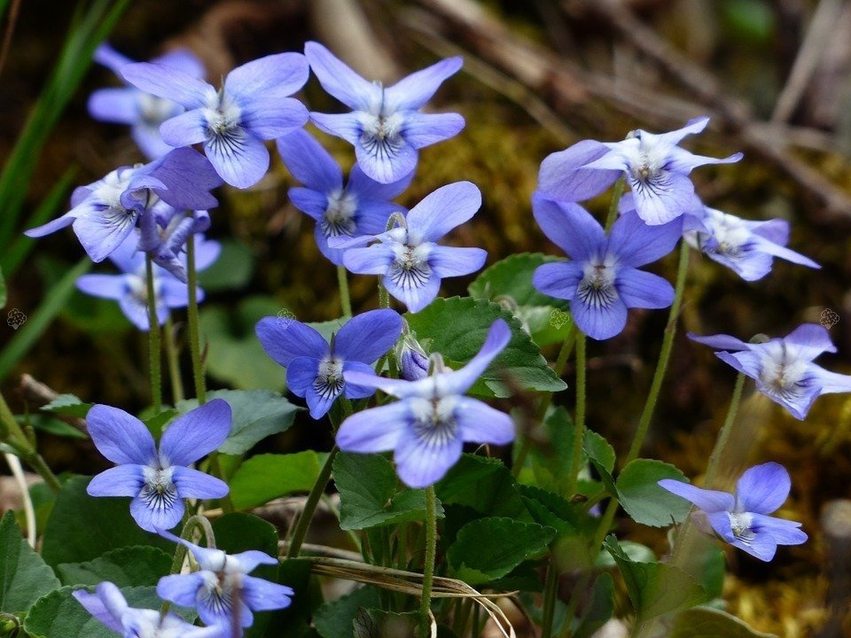 Fiołek wonny Viola odorata P9
