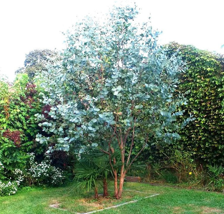 Eukaliptus górski Eucalyptus gunnii C2