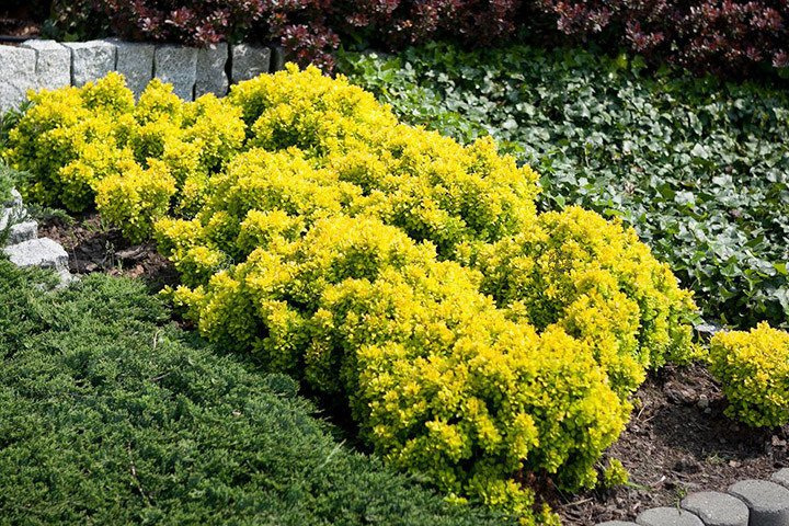 Berberys Thunberga Goldalita Berberis thunbergii P9