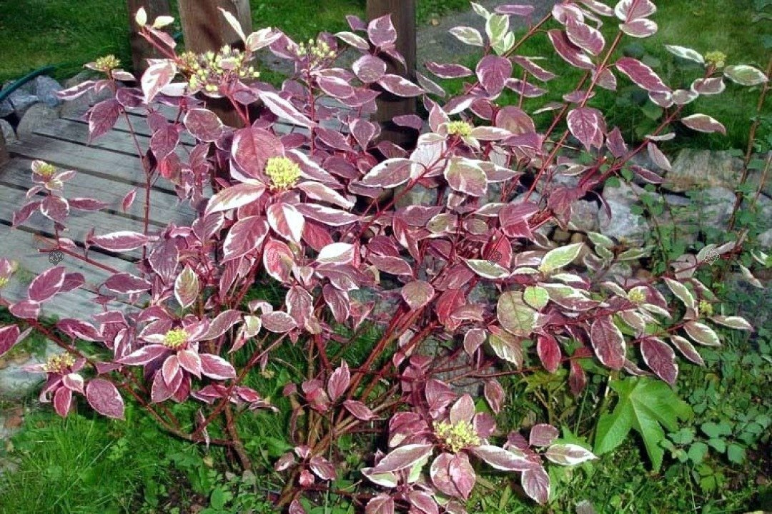Dereń biały Siberian Pearls Cornus alba C3