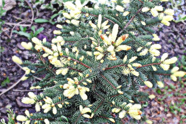 Świerk kłujący Białobok Picea pungens C5