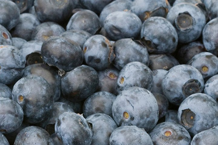Borówka amerykańska Earliblue Vaccinium corymbosum C1,5
