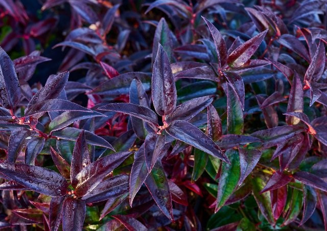 Kiścień japoński Carinella Leucothoe walteri C1,5