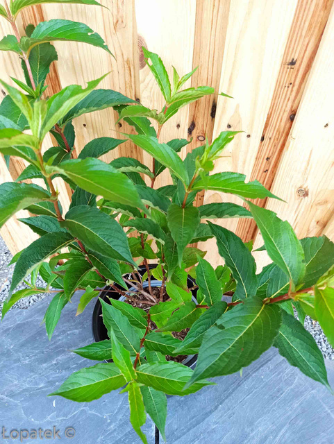 Krzewuszka cudowna Lucifer Weigela florida C2