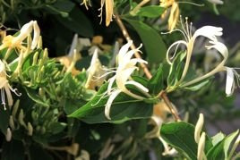 Wiciokrzew pomorski Graham Thomas Lonicera periclymenum P9