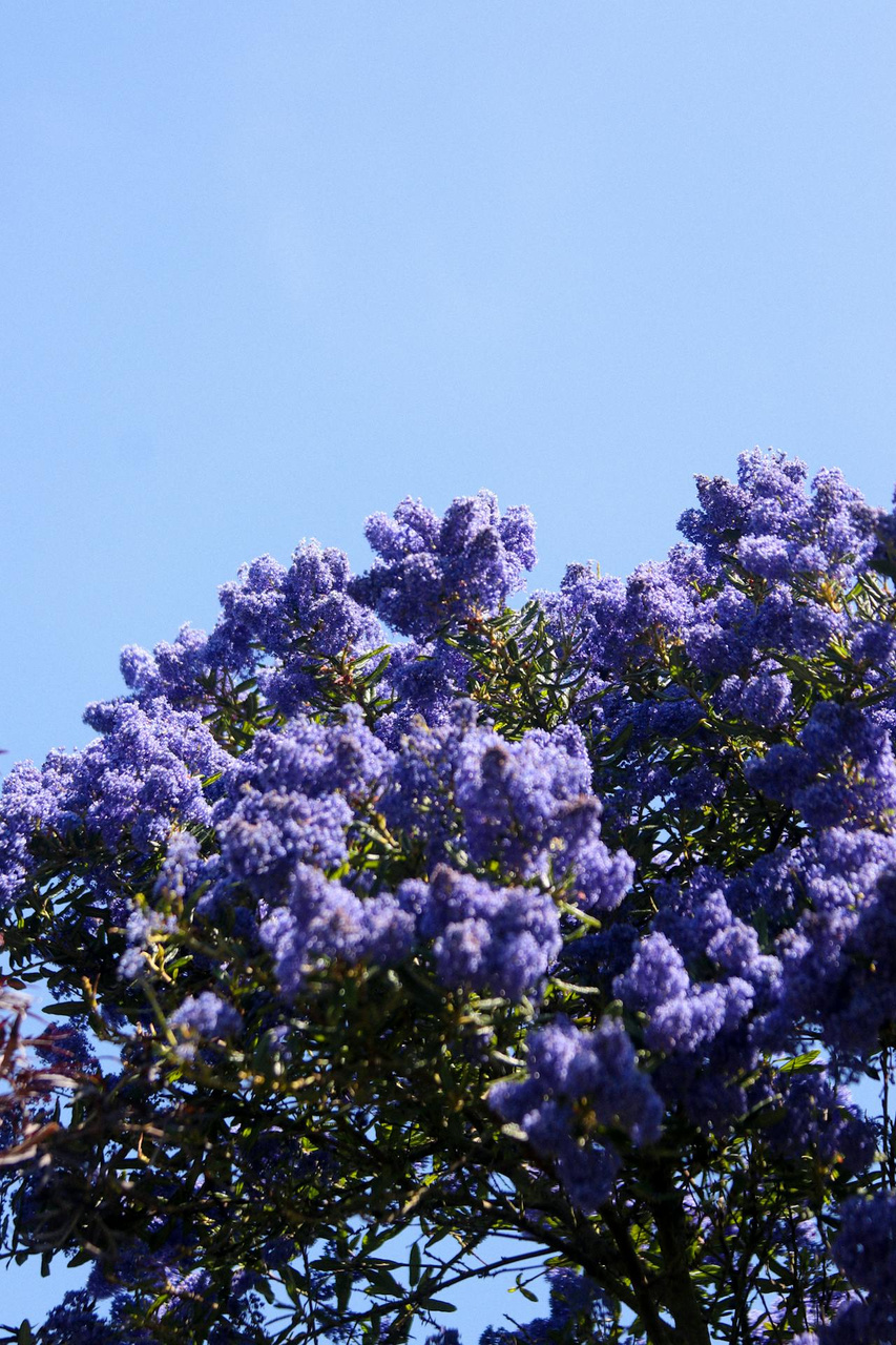 Prusznik Skylark Ceanothus P9