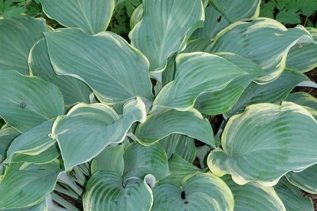 Funkia Regal Splendor Hosta P9