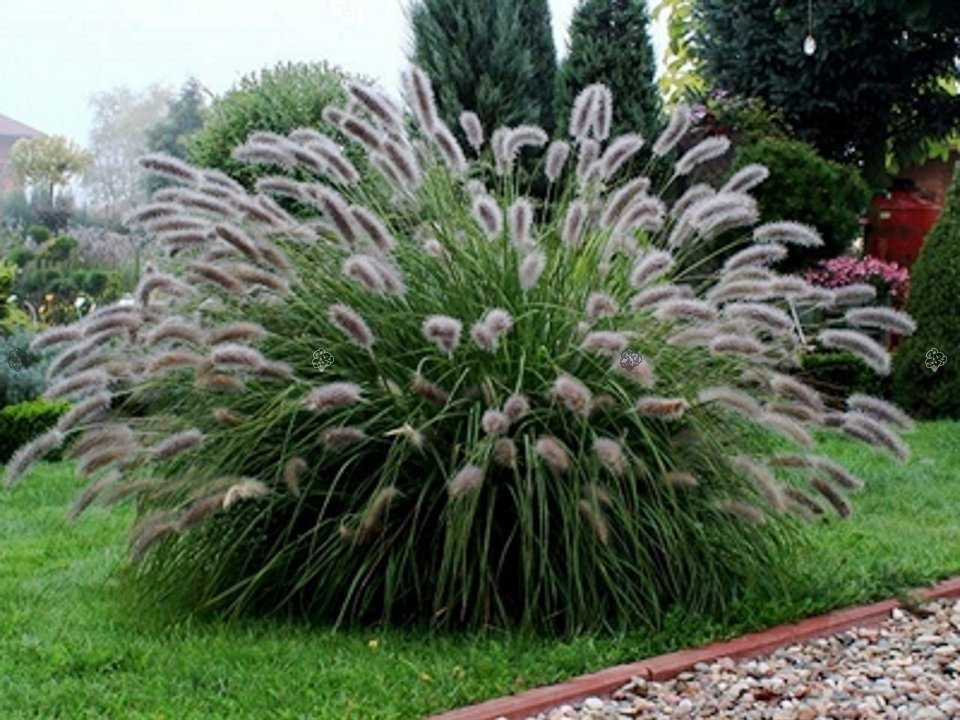 Rozplenica japońska Lady U PBR Pennisetum alopecuroides C1