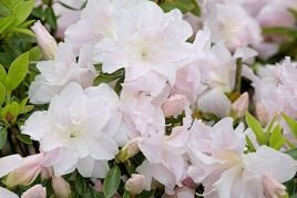 Azalia japońska Eliza Hyatt Rhododendron obtusum C2