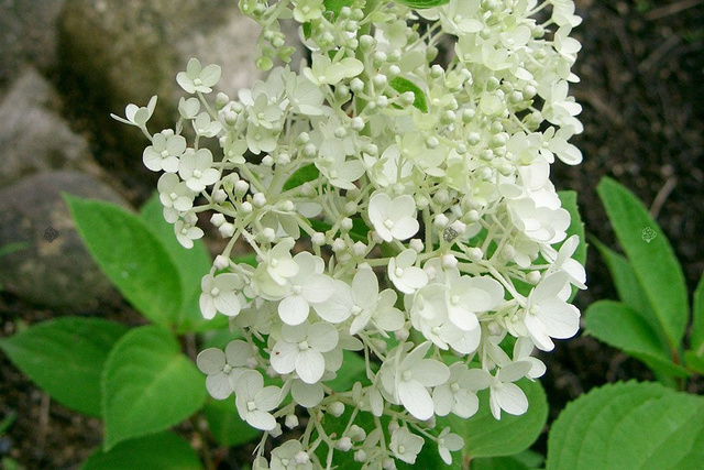 Hortensja bukietowa Grandiflora Hydrangea paniculata C3