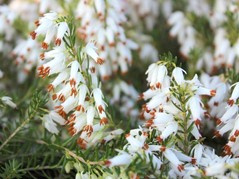 Wrzosiec krwisty Springwood White Erica carnea C1
