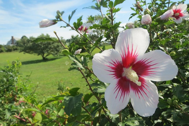 Ketmia syryjska Red Heart Hibiscus syriacus C5