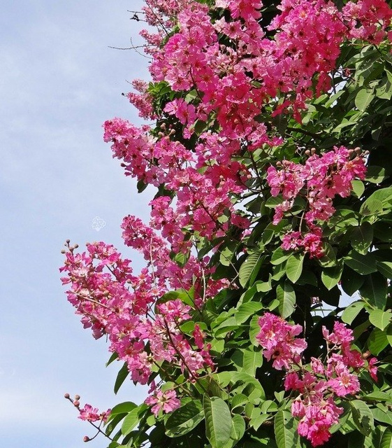 Lagerstroemia indyjska fioletowa Lagerstroemia indica C2
