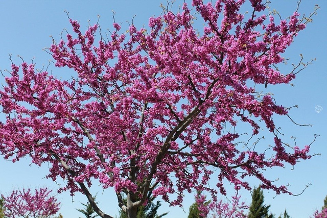 Judaszowiec kanadyjski Cercis canadensis C5
