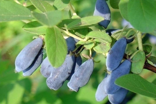 Jagoda kamczacka Wojtek Lonicera caerulea var. kamtschatica