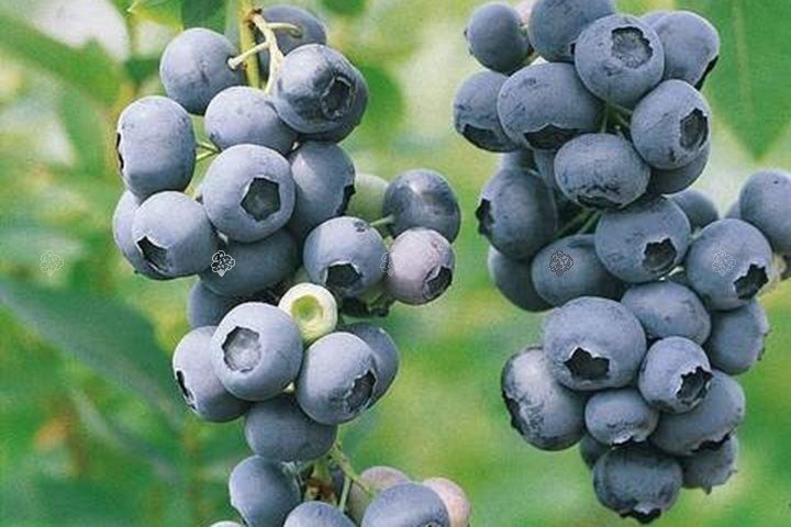 Borówka amerykańska Chandler Vaccinium corymbosum P9