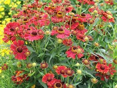Dzielżan jesienny Helena Red Helenium autumnale P9