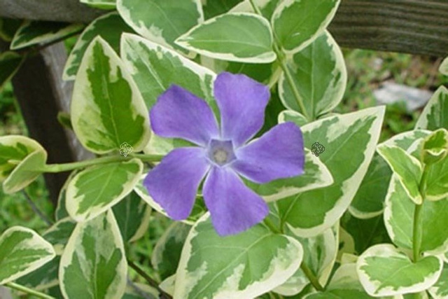 Barwinek większy Variegata Vinca major P9