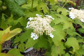 Kalina hordowina Aureum Viburnum lantana P9