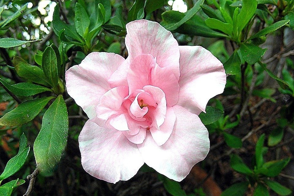 Azalia japońska Mrs Nancy Dippel Rhododendron obtusum C2