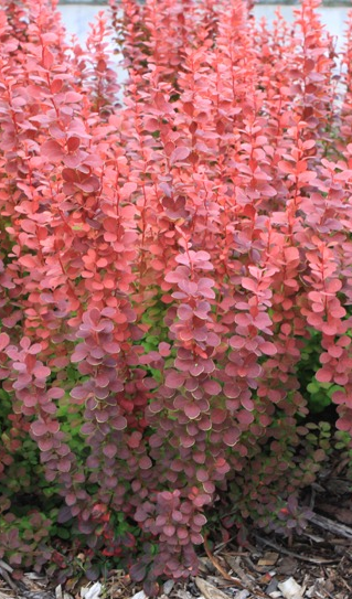 Berberys Thunberga Orange Tower Berberis thunbergii P9