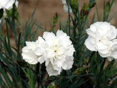 Goździk Haytor White Dianthus plumarius C2