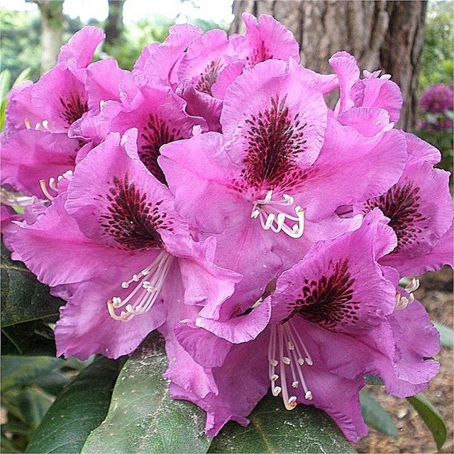 Różanecznik wielokwiatowy Rasputin Rhododendron hybridum C2