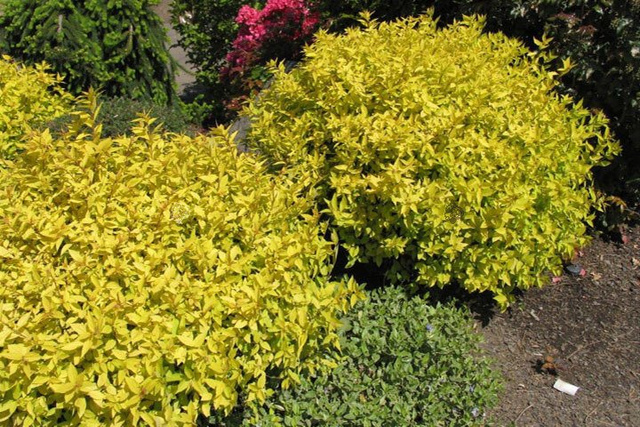 Tawuła japońska Goldmound Spiraea japonica P9
