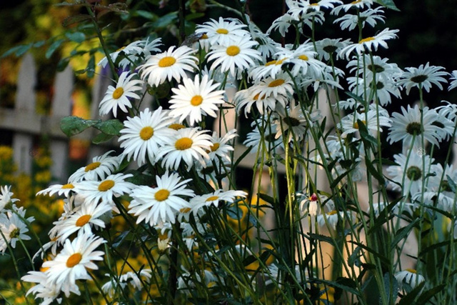 Złocień właściwy Chrysanthemum maximum P9