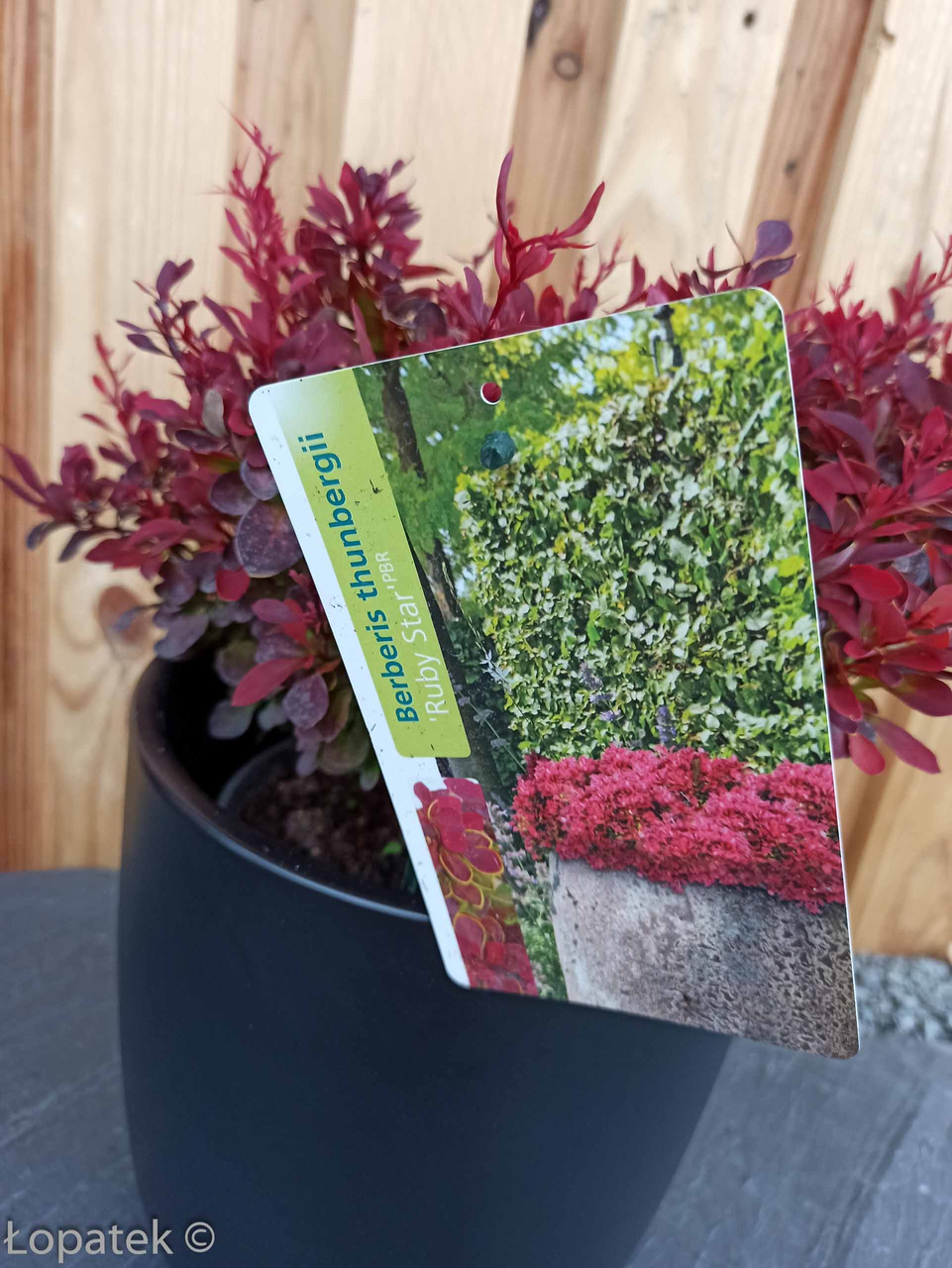 Berberys Thunberga Ruby Star PBR Berberis thunbergii C2
