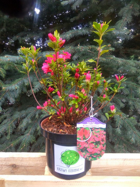 Azalia japońska Geisha Red Rhododendron obtusum C2