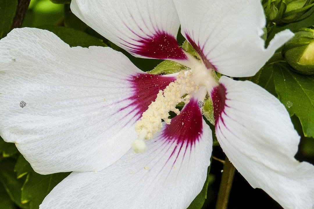 Ketmia syryjska Red Heart Hibiscus syriacus C5