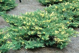 Jałowiec płożący Variegata Juniperus horizontalis C5