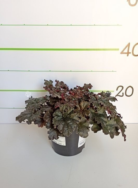 Żurawka Palace Purple Heuchera micrantha P9