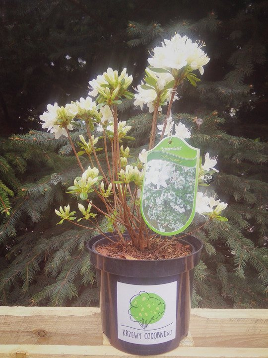 Azalia japońska Schneewitchen Rhododendron obtusum C2