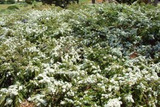 Irga drobnolistna Cotoneaster microphyllus C2