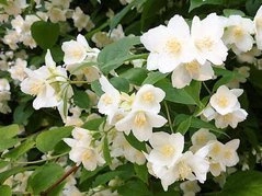 Jaśminowiec wonny Philadelphus coronarius C3