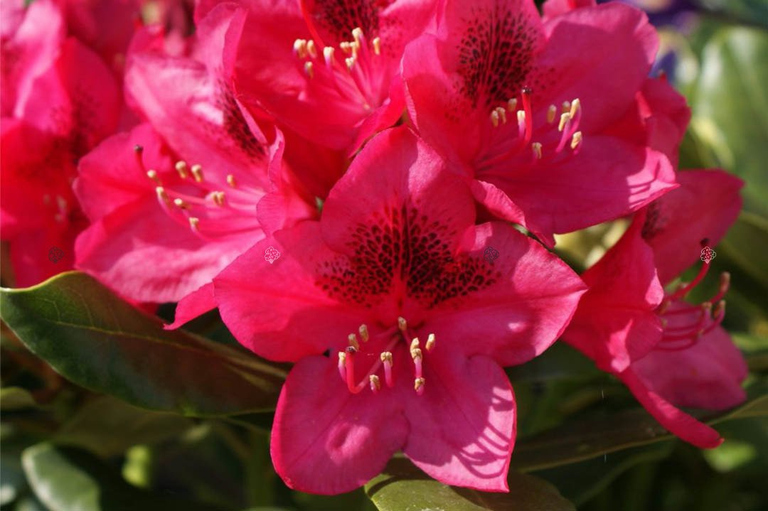 Różanecznik katawbijski Nova Zembla Rhododendron catawbiense C2